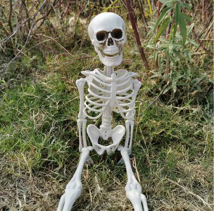 Realistic Skeleton